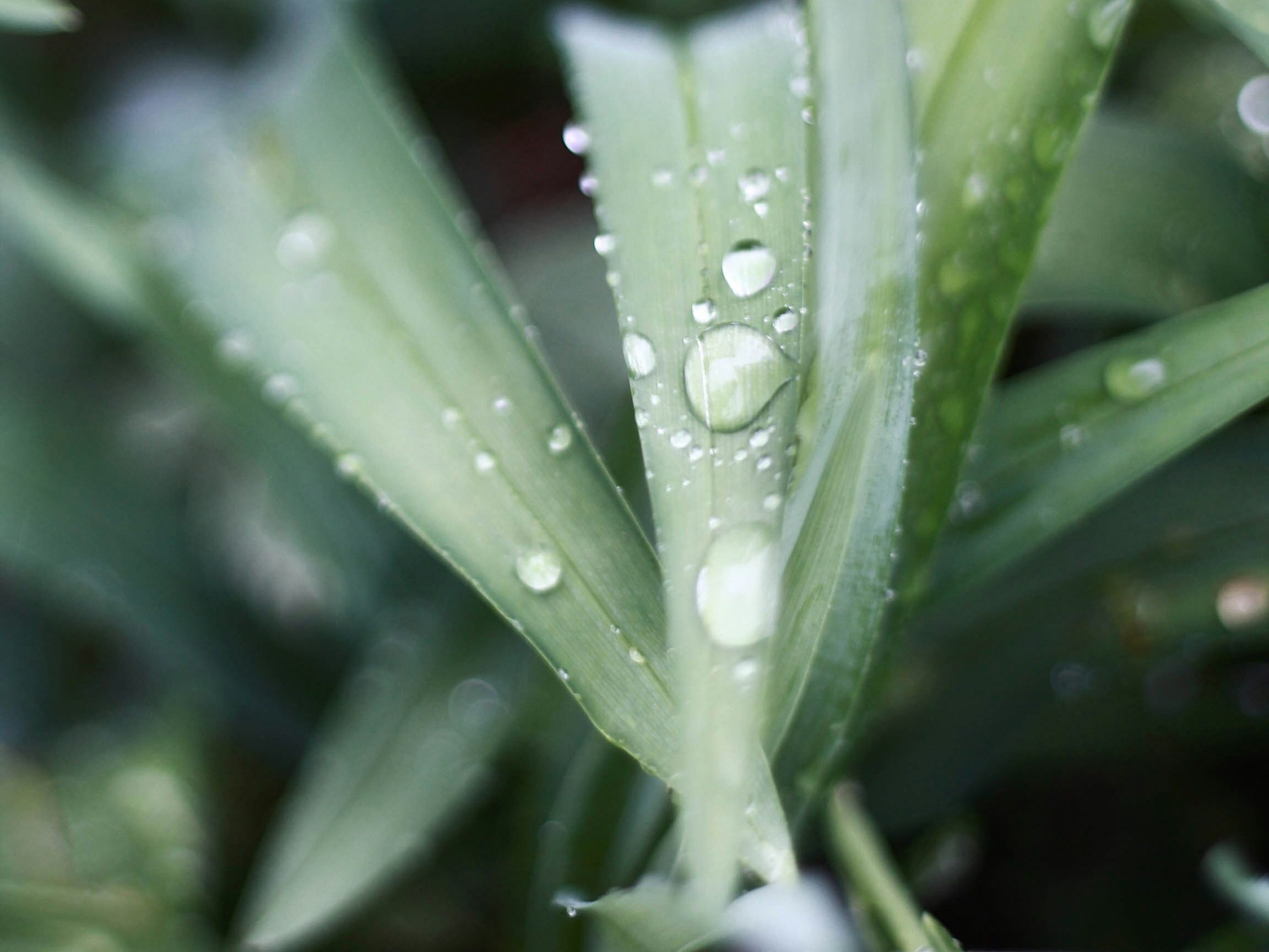 Feuilles d'aloe vera pour problèmes de peau chez les animaux
Photo de Meghan Schiereck sur Unsplash