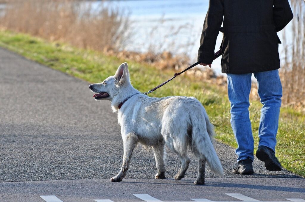 berger allement blanc en promenade au bord de l'eau avec son maître