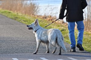 berger allement blanc en promenade au bord de l'eau avec son maître