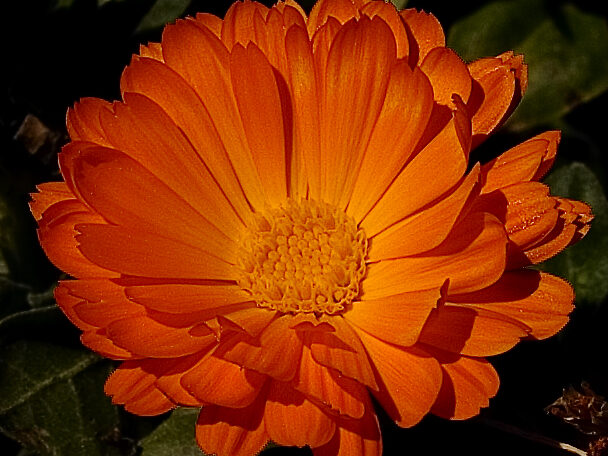 Fleur de Calendula pour problèmes de peau chez les animaux
Photo by calcent Freeimages.com