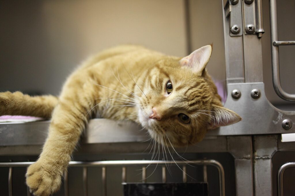 chat dans cage vétérinaire