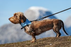 chien avec laisse en montagne