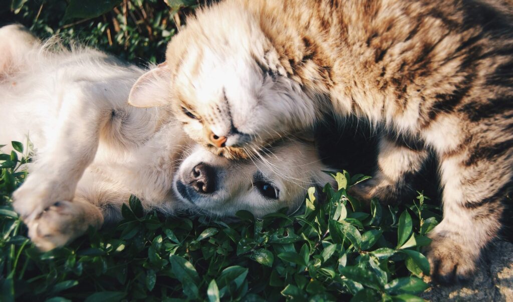 chiens, chats, animaux de compagnie Photo de Krista Mangulsone sur Unsplash