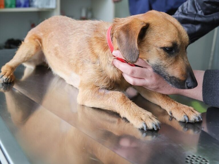 argent colloidal teigne chien