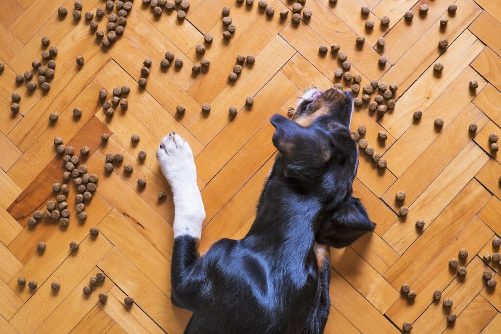 chien et croquettes sur le plancher