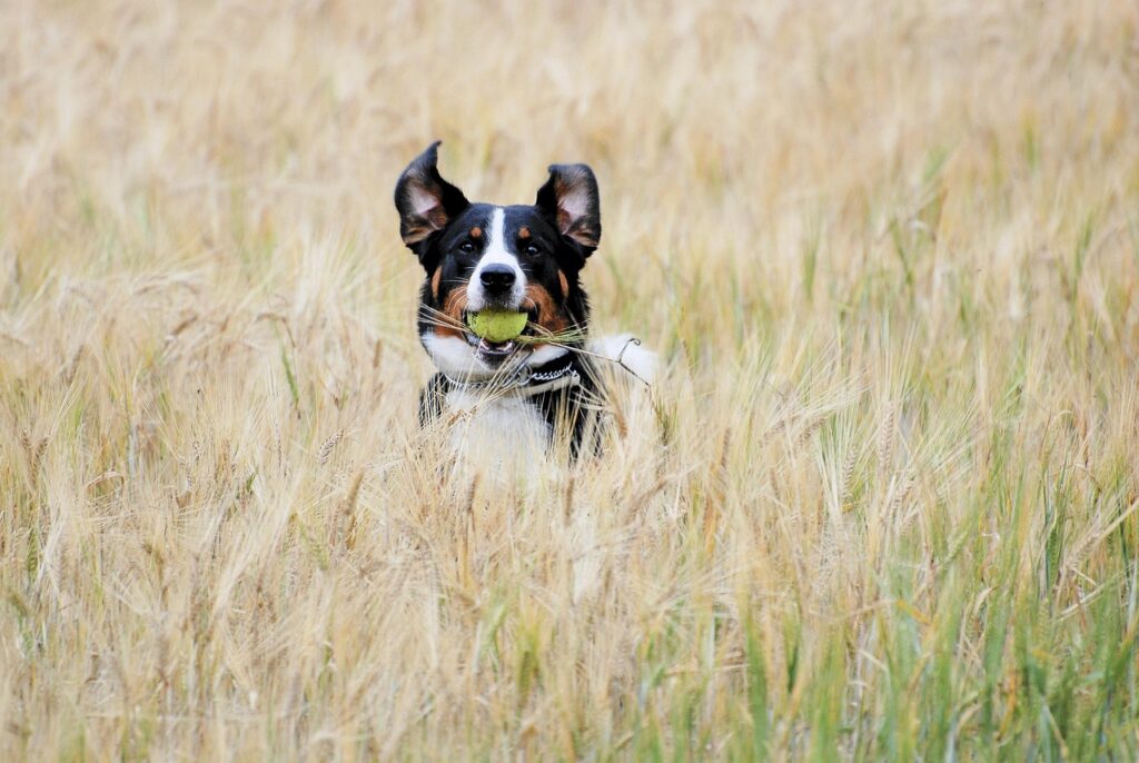 chien ramene la balle dans un champ de blé