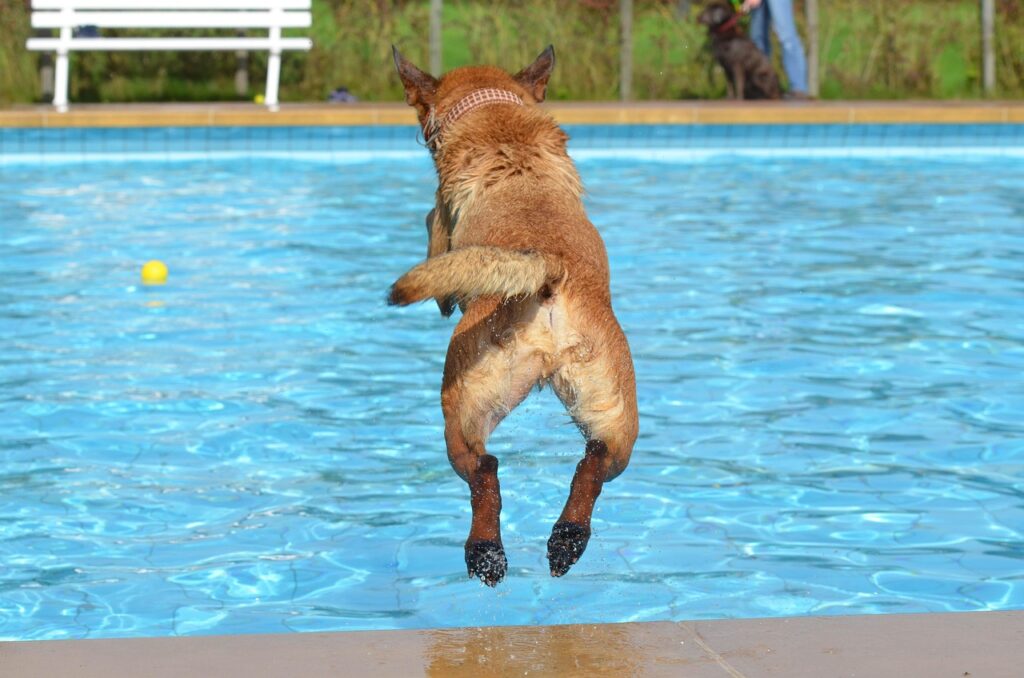chien saute dans la piscine pour attraper une balle
