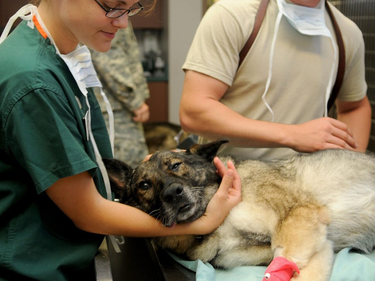 chien traitement vétérinaire