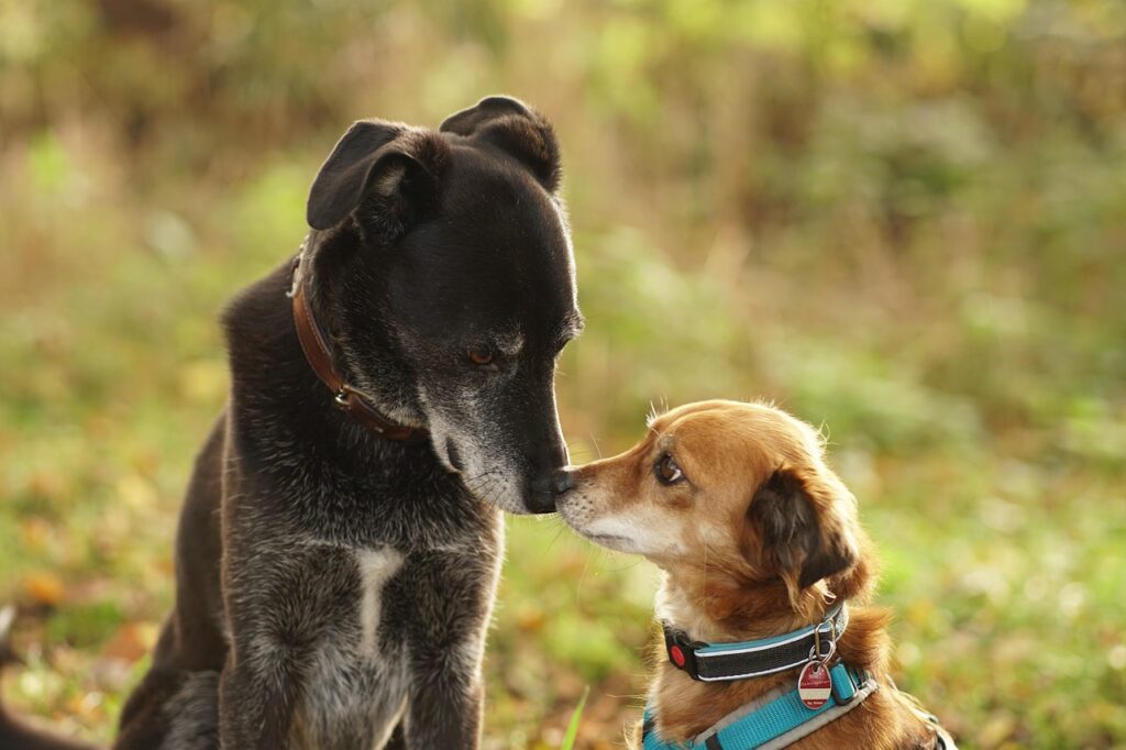 deux chiens bisous avec colliers