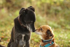 deux chiens bisous avec colliers