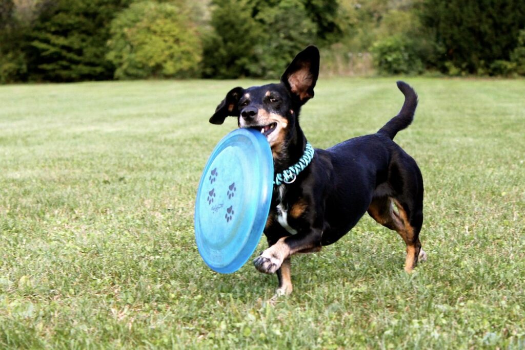 petit chien joyeux ramene un frisbee
