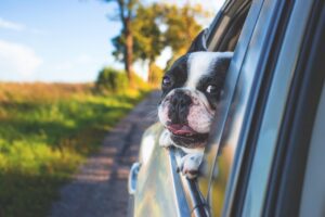 petit chien tete par la fenetre en voiture