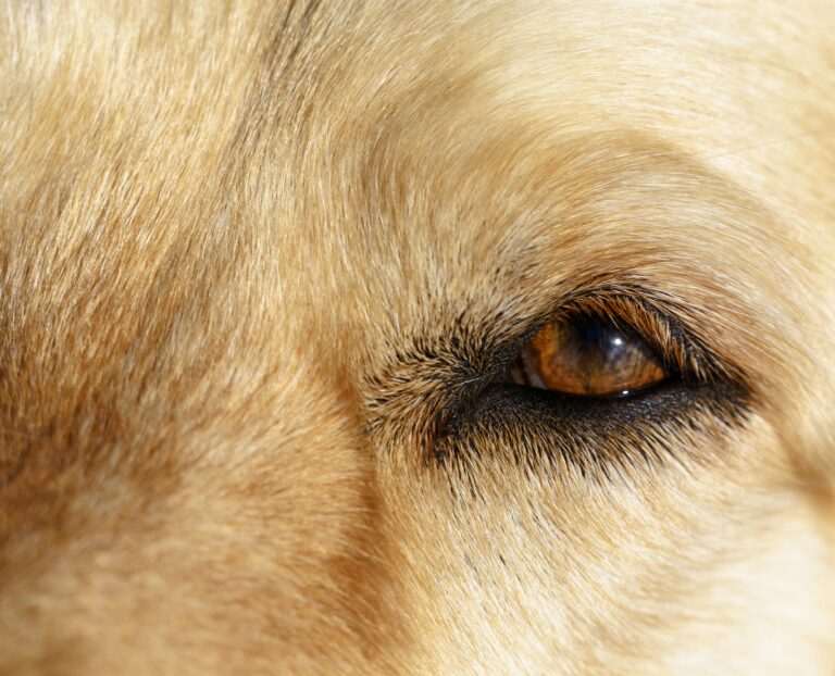 argent-colloidal-taches-brunes-yeux-chien-chat